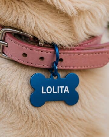 Medaglietta per cane a forma di osso di colore blu