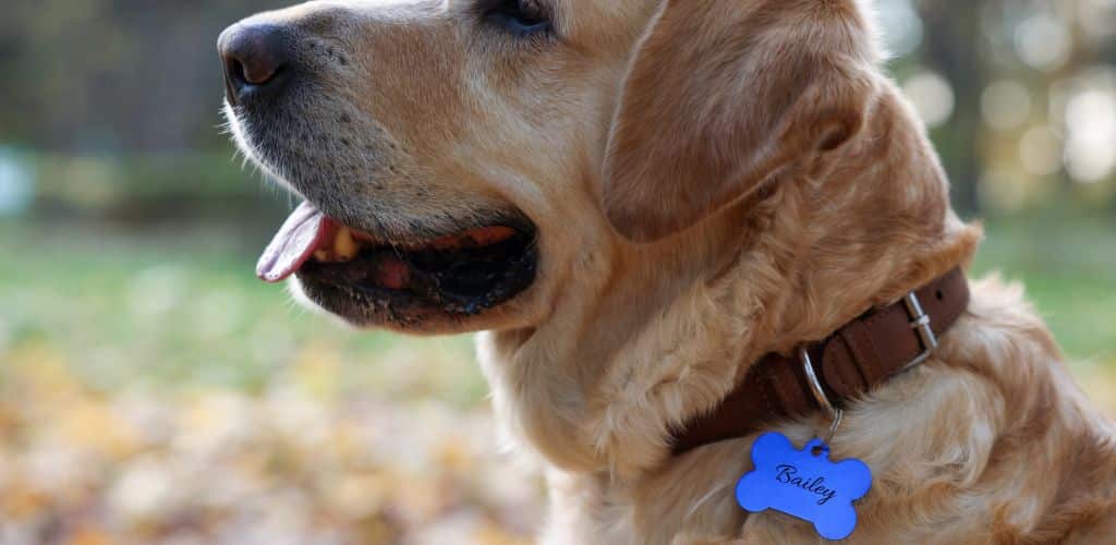 Medaglietta per cane incisa: perché è importante